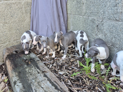 Whippet Pups for Sale