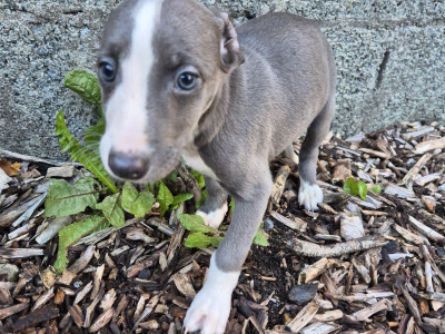 Whippet Pups for Sale