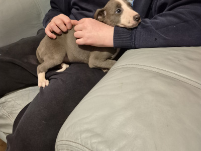 Whippet Pups for Sale