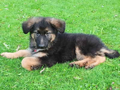 IKC Registered Straight Back German Shepperd puppies in Waterford