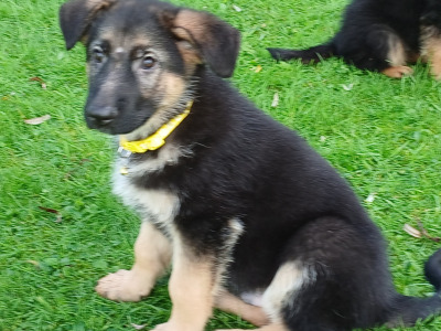 IKC Registered Straight Back German Shepperd puppies in Waterford