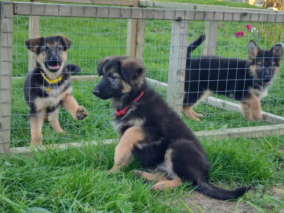 IKC Registered Straight Back German Shepperd puppies in Waterford