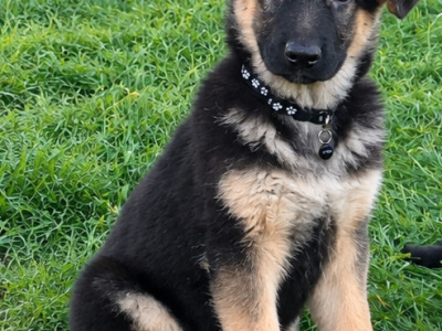 IKC Registered Straight Back German Shepperd puppies in Waterford