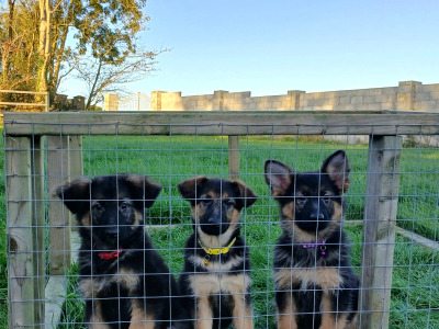 IKC Registered Straight Back German Shepperd puppies in Waterford