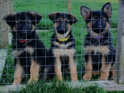 IKC Registered Straight Back German Shepperd puppies in Waterford