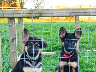 IKC Registered Straight Back German Shepperd puppies in Waterford