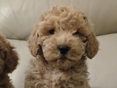 Stunning miniature Cockapoo puppies. 1 female,  1 male in Leitrim
