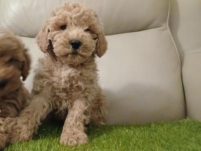 Stunning miniature Cockapoo puppies. 1 female,  1 male in Leitrim
