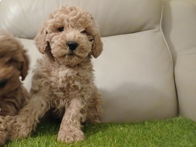 Stunning miniature Cockapoo puppies  1 female  1 male