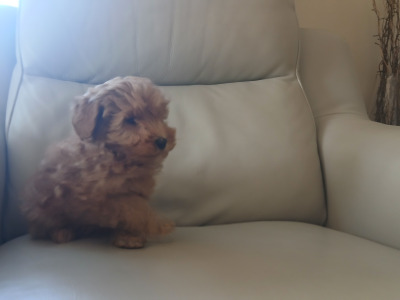 Stunning miniature Cockapoo puppies. 1 female,  1 male in Leitrim