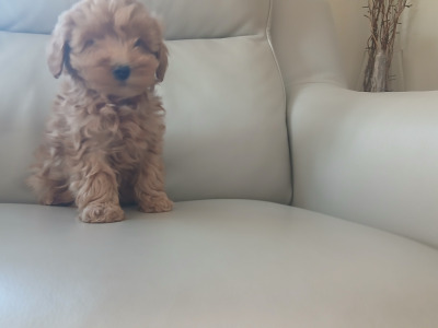 Stunning miniature Cockapoo puppies. 1 female,  1 male in Leitrim