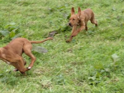 Red Irish Setter puppies in Galway