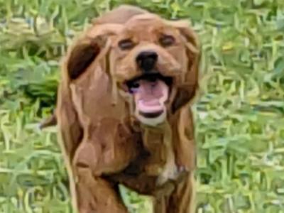 Red Irish Setter puppies in Galway