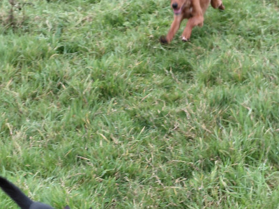 Red Irish Setter puppies in Galway