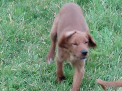 Red Irish Setter puppies in Galway