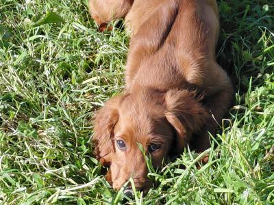 Red Irish Setter puppies in Galway