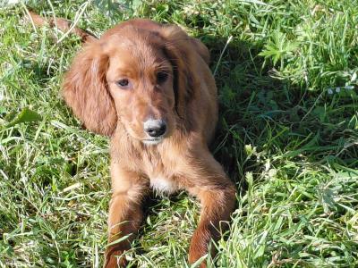 Red Irish Setter puppies in Galway