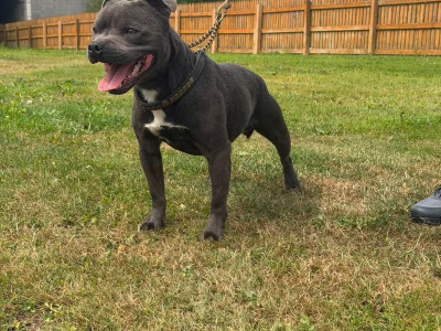 IKC Registered (pending) Staffordshire Bull Terrier puppies in Mayo