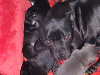 IKC Registered (pending) Staffordshire Bull Terrier puppies in Mayo