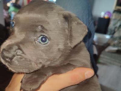 IKC Registered (pending) Staffordshire Bull Terrier puppies in Mayo
