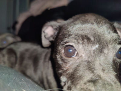 IKC Registered (pending) Staffordshire Bull Terrier puppies in Mayo
