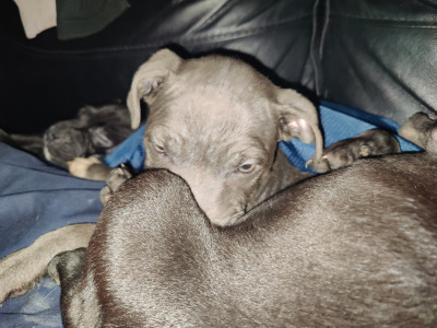 IKC Registered (pending) Staffordshire Bull Terrier puppies in Mayo