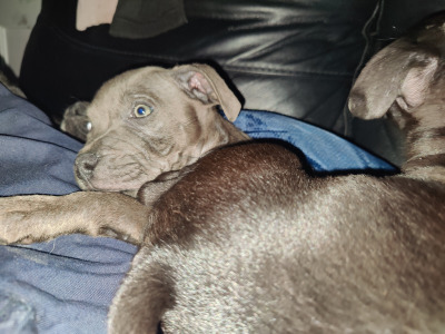 IKC Registered (pending) Staffordshire Bull Terrier puppies in Mayo
