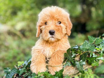Australian Shepherd x Poodle puppies in Limerick