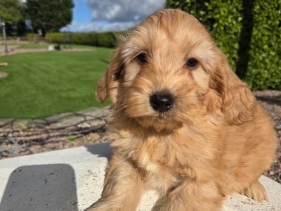 Cockapoo puppies in Wexford