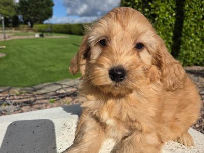 Cockapoo puppies in Wexford