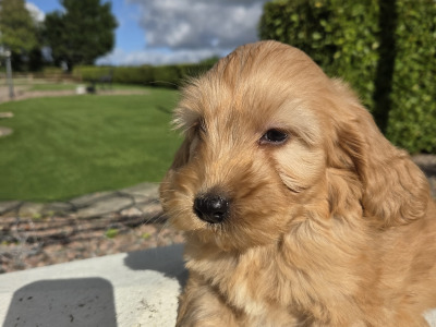 Cockapoo puppies in Wexford