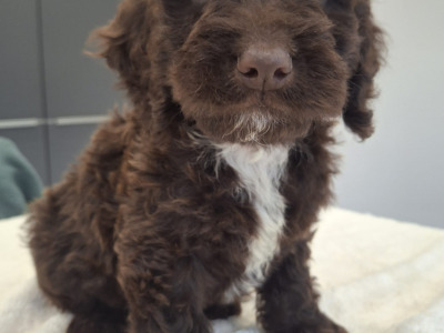 Miniature Chocolate Cockapoo puppies in Waterford