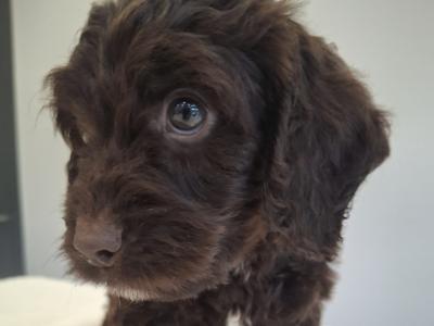 Miniature Chocolate Cockapoo puppies in Waterford