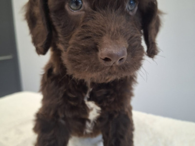 Miniature Chocolate Cockapoo puppies in Waterford