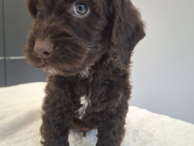 Miniature Chocolate Cockapoo puppies in Waterford