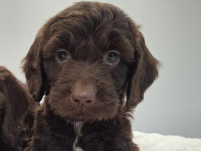 Miniature Chocolate Cockapoo puppies in Waterford