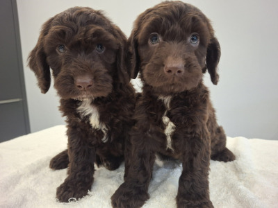 Miniature Chocolate Cockapoo puppies in Waterford