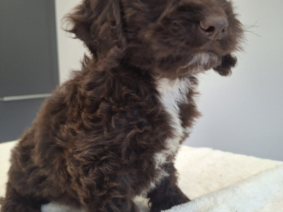 Miniature Chocolate Cockapoo puppies in Waterford