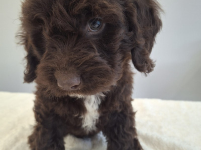 Miniature Chocolate Cockapoo puppies in Waterford