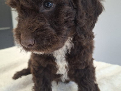Miniature Chocolate Cockapoo puppies in Waterford