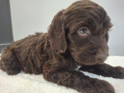 Mini Chocolate Cockapoo puppies