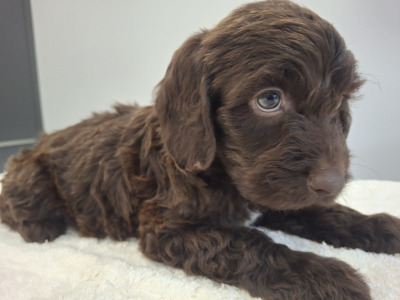 Miniature Chocolate Cockapoo puppies in Waterford
