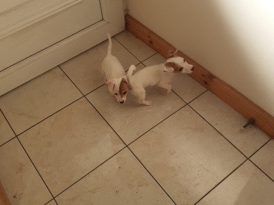 Jack Russell puppies for sale in Mayo