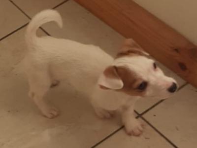 Jack Russell puppies for sale in Mayo