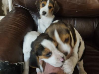 Beautiful purebred Beagle puppies in Dublin