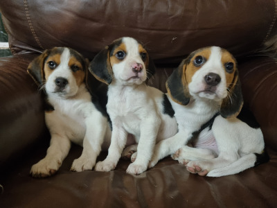 Beautiful purebred Beagle puppies in Dublin