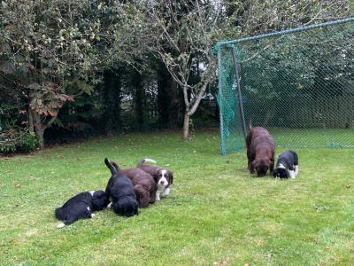 Labrador x Springer Spaniel Puppies