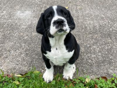 Labrador x Springer Spaniel Puppies