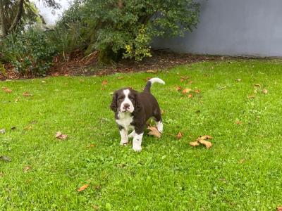 Labrador x Springer Spaniel Puppies