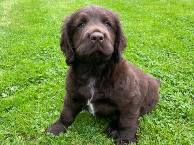 Labrador x Springer Spaniel Puppies